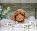 Small #1 Poodle (Miniature)