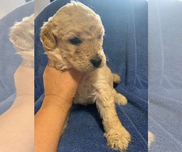 Medium Photo #8 Goldendoodle Puppy For Sale in FOUNTAIN, CO, USA