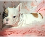 Small Photo #9 French Bulldog Puppy For Sale in W LINN, OR, USA