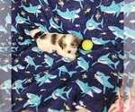 Small Photo #36 Shorkie Tzu-Zuchon Mix Puppy For Sale in COWARD, SC, USA
