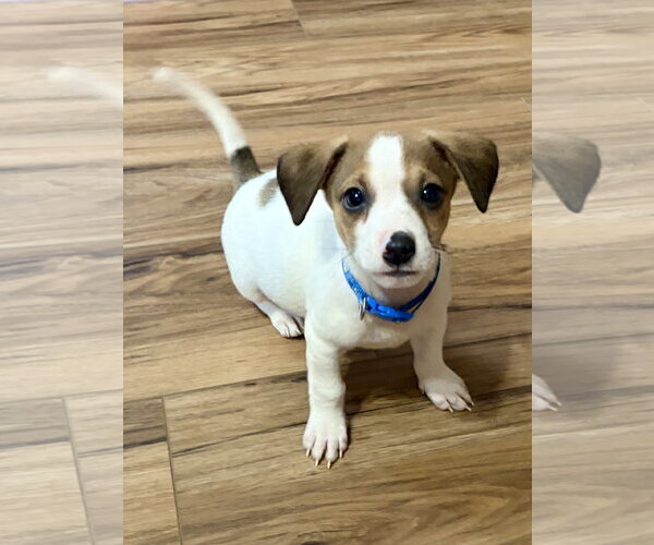 Medium Photo #1 Mutt Puppy For Sale in Plainfield, IL, USA