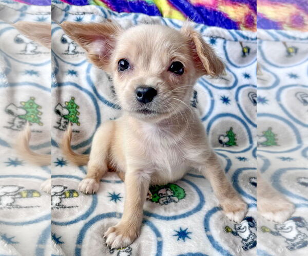 Medium Photo #4 Mutt Puppy For Sale in Corona, CA, USA