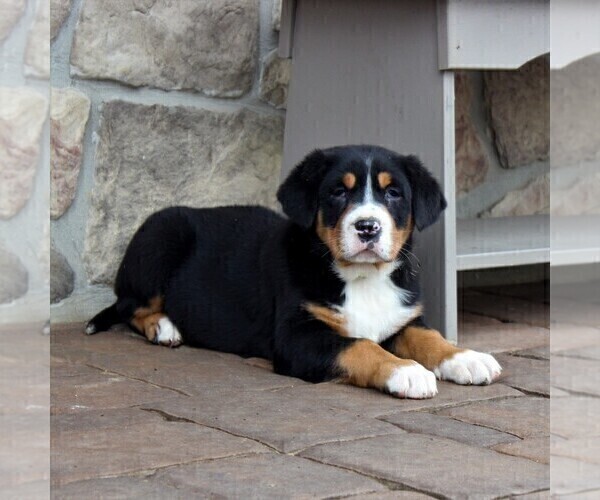 Medium Photo #1 Greater Swiss Mountain Dog Puppy For Sale in BIRD IN HAND, PA, USA
