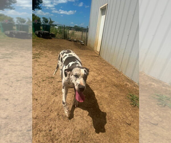 Medium Photo #4 Great Dane Puppy For Sale in Bullard, TX, USA