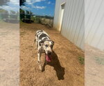 Small #3 Great Dane