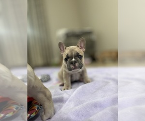 French Bulldog Puppy for sale in COLUMBIA, MO, USA