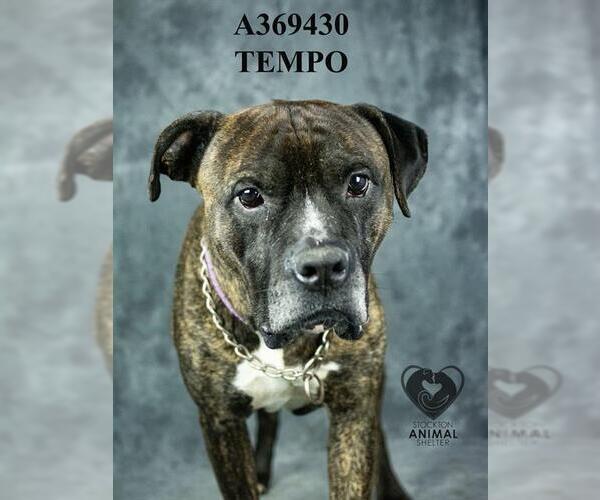 Medium Photo #2 Mutt Puppy For Sale in Stockton, CA, USA