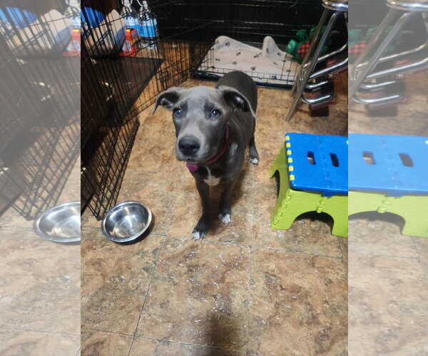 Medium Photo #12 American Pit Bull Terrier-Unknown Mix Puppy For Sale in Minneapolis, MN, USA
