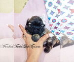 Small #1 Shih Tzu