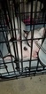 Small Photo #128 Bull Terrier Puppy For Sale in JACKSON, MI, USA