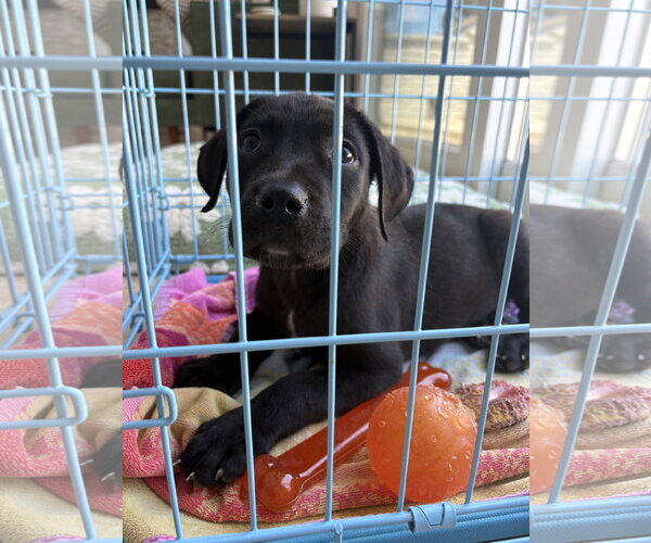 Medium Photo #2 Labrador Retriever-Unknown Mix Puppy For Sale in San Diego, CA, USA