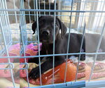 Small #1 Labrador Retriever Mix