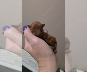 Miniature Pinscher Puppy for sale in OLATHE, KS, USA