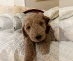 Puppy Max Miniature Labradoodle
