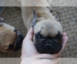 Small Photo #2 French Bulldog Puppy For Sale in LOUISVILLE, CO, USA