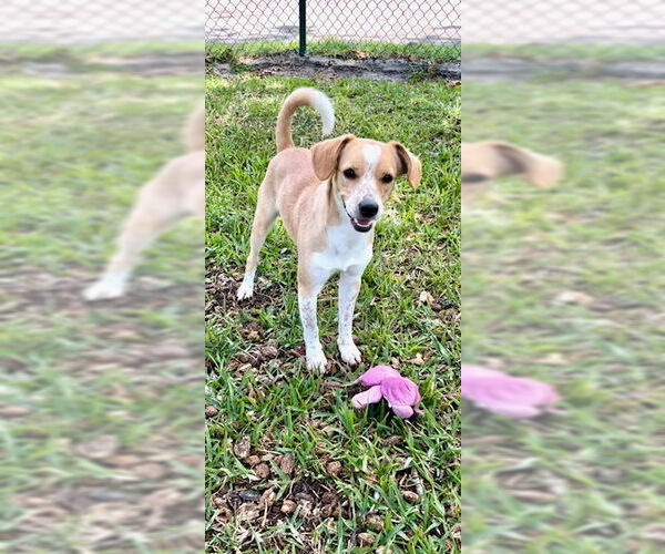 Medium Photo #14 Cocker Spaniel-Jack Russell Terrier Mix Puppy For Sale in Weston, FL, USA