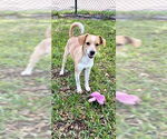 Small #13 Cocker Spaniel-Jack Russell Terrier Mix