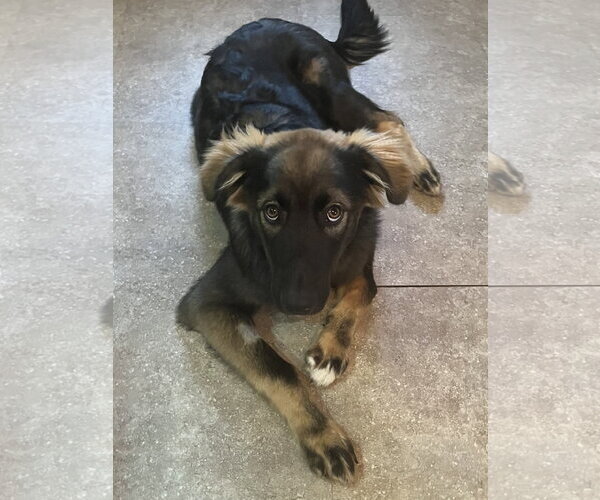 Medium Photo #3 Australian Shepherd-Unknown Mix Puppy For Sale in Polson, MT, USA