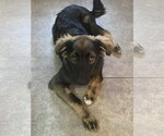 Small #2 Australian Shepherd Mix