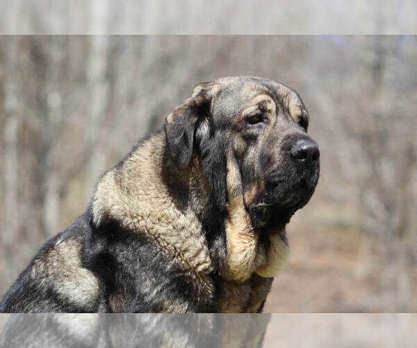 Medium Photo #1 Spanish Mastiff Puppy For Sale in DRYDEN, VA, USA