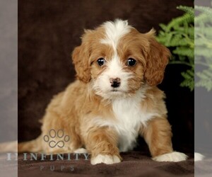 Cavapoo Puppy for sale in BIRD IN HAND, PA, USA