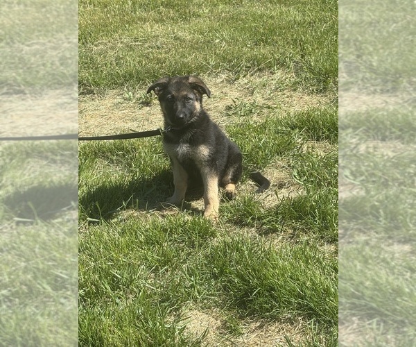 Medium Photo #4 German Shepherd Dog Puppy For Sale in SUMPTER TWP, MI, USA