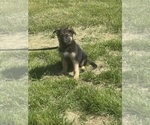 Small Photo #4 German Shepherd Dog Puppy For Sale in SUMPTER TWP, MI, USA
