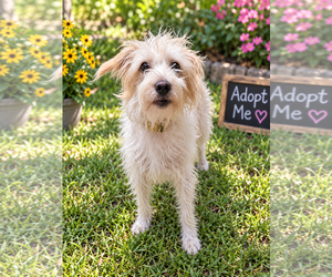 Moxey - Male Mutt Dog for Adoption - Photo #3