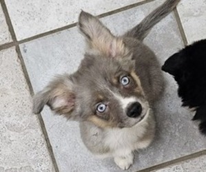 Miniature Australian Shepherd Puppy for sale in MILTON, WI, USA