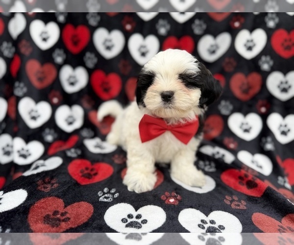 Medium Photo #10 Zuchon Puppy For Sale in LAKELAND, FL, USA
