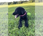 Small #3 Labrador Retriever
