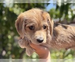 Image preview for Ad Listing. Nickname: Leo