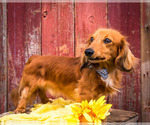 Small Photo #13 Dachshund Puppy For Sale in WAKARUSA, IN, USA