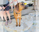 Small #2 Redbone Coonhound Mix