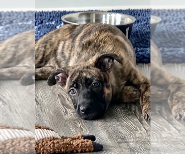 Medium Photo #3 German Shepherd Dog-Unknown Mix Puppy For Sale in Mooresville, NC, USA