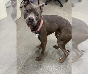 American Pit Bull Terrier Dogs for adoption in Forestville, MD, USA