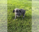 Litter of 3 - Female Irish WolfhoundLitter of Puppies for Sale - Photo #3
