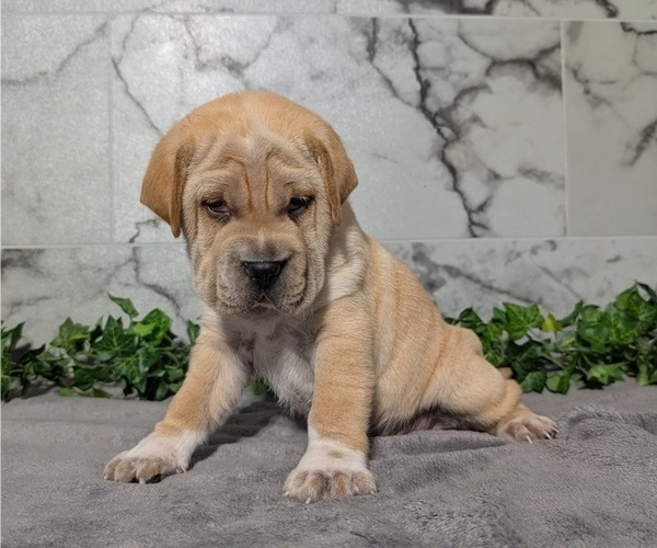 Medium Photo #9 Cocker-Pei Puppy For Sale in GOSHEN, IN, USA