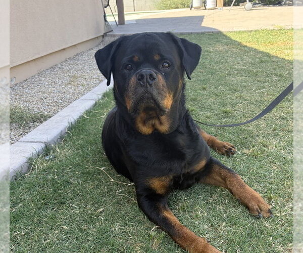 Medium Photo #6 Rottweiler Puppy For Sale in Gilbert, AZ, USA