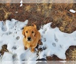 Small #5 Golden Retriever