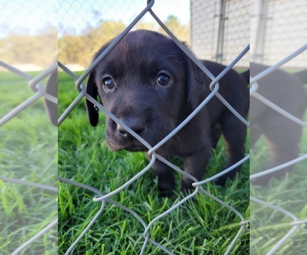 Medium Photo #2 Labrador Retriever Puppy For Sale in RED WING, MN, USA