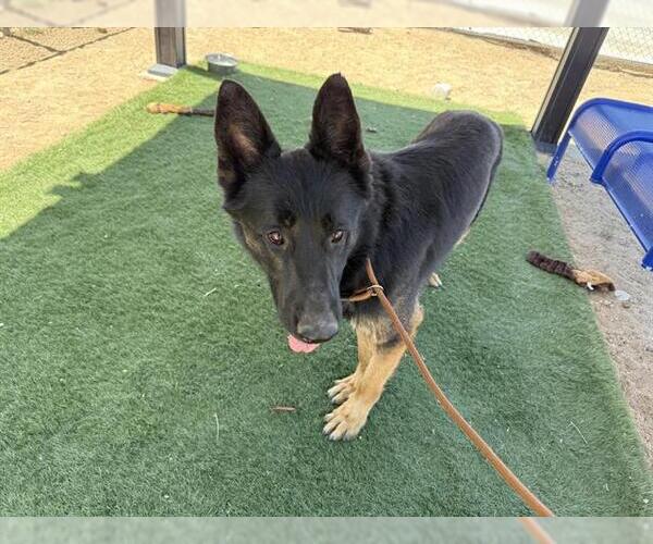 Medium Photo #4  Puppy For Sale in , 