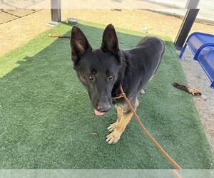 German Shepherd Dog Dogs for adoption in HESPERIA, CA, USA