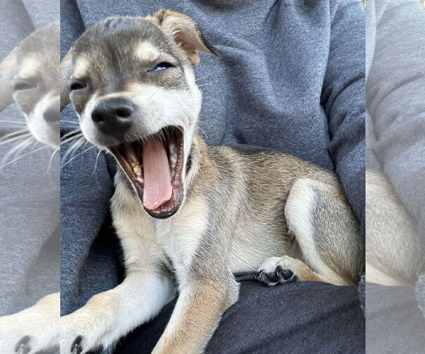 Medium Photo #4 Chihuahua-Unknown Mix Puppy For Sale in San Jose, CA, USA