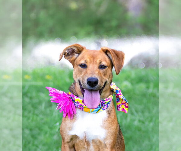 Medium Photo #4 Mutt Puppy For Sale in Unionville, PA, USA