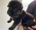 Small Photo #13 German Shepherd Dog Puppy For Sale in INMAN, SC, USA