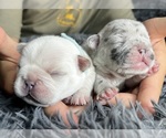 Small #3 French Bulldog