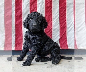 Goldendoodle Puppy for sale in SANFORD, NC, USA