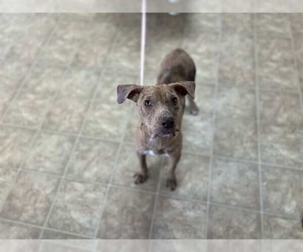 Medium Photo #1 American Staffordshire Terrier-Unknown Mix Puppy For Sale in Raleigh, NC, USA