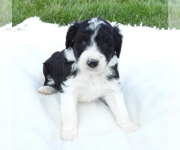 Medium Photo #2 Bordoodle Puppy For Sale in CARLISLE, KY, USA